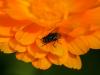 fly on flower